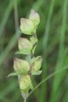 Rhinanthus minor
