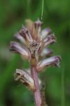 Orobanche minor