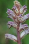 Orobanche minor