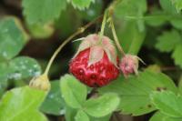 Fragaria viridis