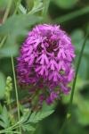 Anacamptis pyramidalis