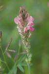 Onobrychis viciifolia