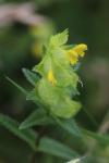 Rhinanthus minor