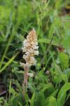 Orobanche picridis-hieracioidis