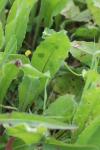 Orobanche picridis-hieracioidis