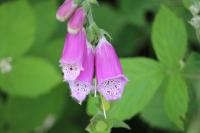 Digitalis purpurea