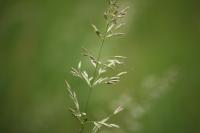 Arrhenatherum elatius