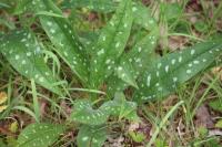 Pulmonaria longifolia