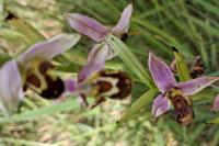 Ophrys apifera