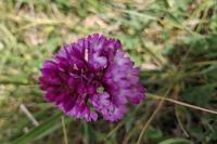 Anacamptis pyramidalis