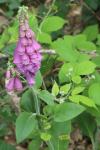 Digitalis purpurea