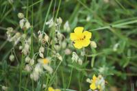 Helianthemum nummularium