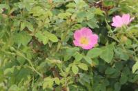 Rosa rubiginosa