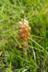 Orobanche picridis-hieracioidis