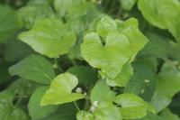 Dioscorea communis
