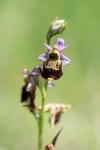 Ophrys holosericea