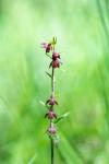 Epipactis atrorubens