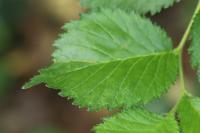 Ulmus glabra
