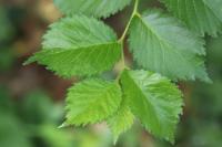 Ulmus glabra