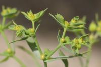 Euphorbia exigua