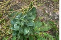 Verbascum lychnitis