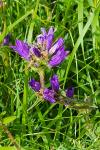 Campanula glomerata