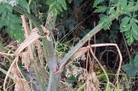 Conium maculatum