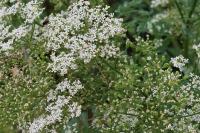 Conium maculatum