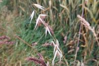 Avena fatua