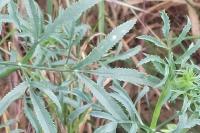 Ammi majus