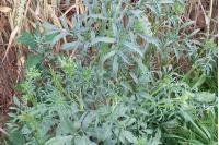 Ammi majus