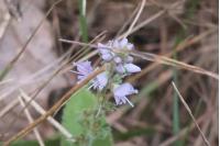 Veronica officinalis