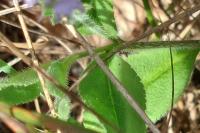 Veronica officinalis