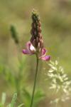 Onobrychis viciifolia