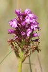 Anacamptis pyramidalis