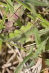Orobanche picridis-hieracioidis