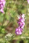 Delphinium ajacis