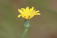 Hypochaeris radicata