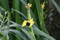 Iris pseudacorus