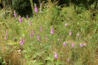 Digitalis purpurea