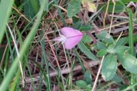 Ononis spinosa