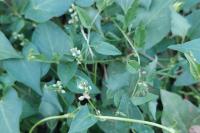 Fallopia convolvulus