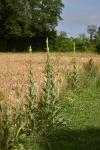 Verbascum thapsus
