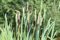 Typha latifolia