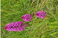 Anacamptis pyramidalis