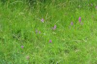 Anacamptis pyramidalis