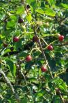 Prunus mahaleb