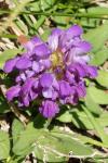 Prunella grandiflora