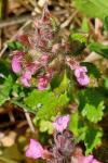 Teucrium chamaedrys