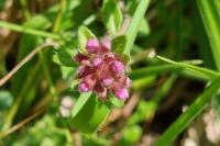 Thymus praecox